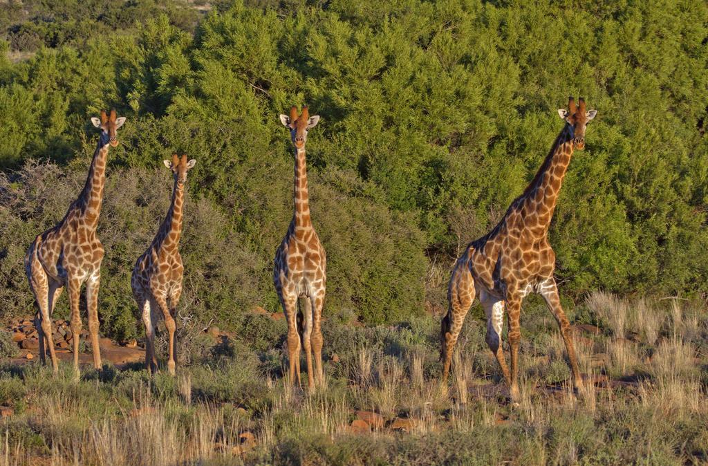 Lemoenfontein Guest House Beaufort West Bagian luar foto